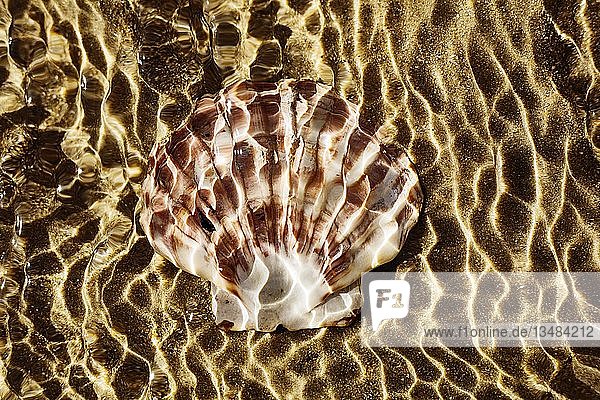 Muschelschale  Fächermuschel liegt im flachen Wasser am Strand im Meer  Reflektionen durch Sonnenlicht  Portbail  Normandie  Frankreich  Europa