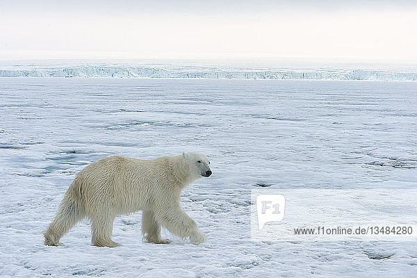 Eisbär (Ursus maritimus) beim Spaziergang über das Packeis  Svalbard Archipelago  Norwegen  Europa