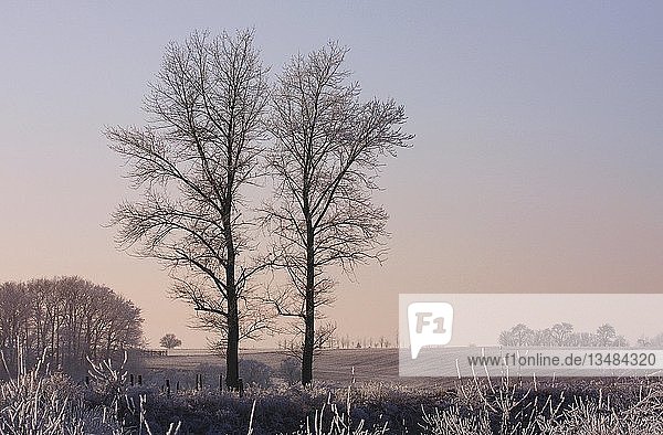 Zwei frostbedeckte Bäume an einem Wintermorgen