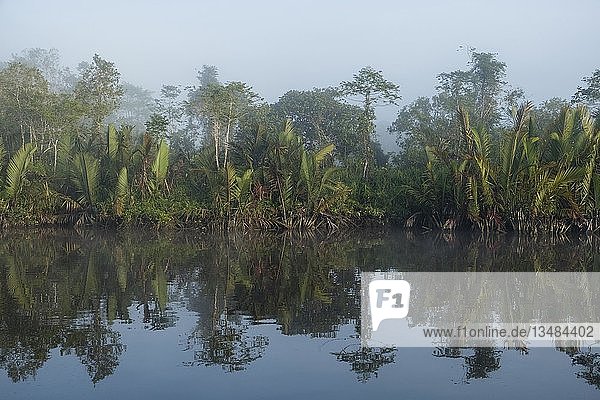 Nebel und Wasserreflexion im Fluss Sungai Sekonyer im Tanjung Puting National Park  Zentral-Kalimantan  Borneo  Indonesien  Asien