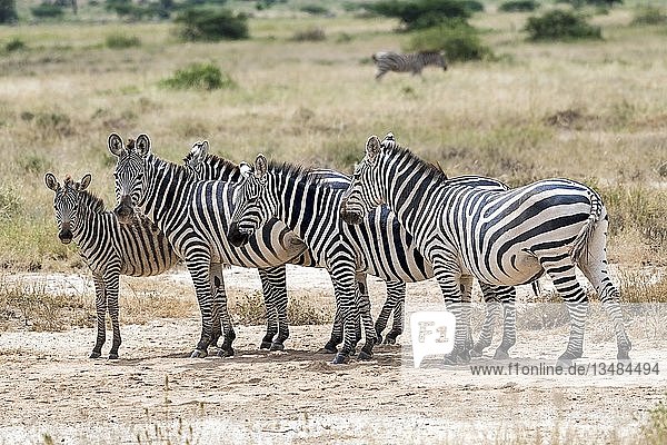 Herde Steppenzebras (Equus quagga)  Amboseli-Nationalpark  Kenia  Afrika