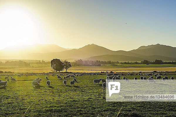 Weidende Schafe bei Sonnenuntergang  nahe Queenstown  Südinsel  Neuseeland  Ozeanien