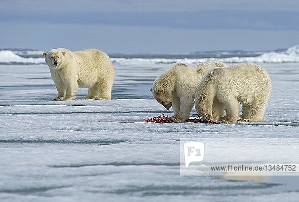 Eisbären (Ursus maritimus),  Jungtiere beim Fressen des Kadavers einer erbeuteten Robbe im Schnee,  Muttertier im Rücken,  Svalbard,  Norwegische Arktis,  Norwegen,  Europa