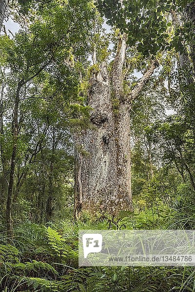 Te Matua Ngahere  father of the forest  very old and big Agathis australis (Agathis australis)  Waipoua Forest  Northland  North Island  New Zealand  Oceania