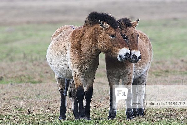 Przewalski-Pferde (Equus ferus przewalskii) stehen eng beieinander  Emsland  Niedersachsen  Deutschland  Europa