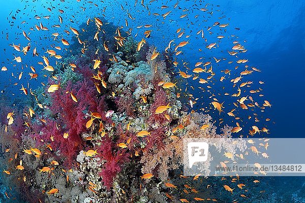 Korallenriff  Korallenblock dicht bewachsen mit Klunzinger-Weichkorallen (Dendronephthya klunzingeri)  Schwarm Anthias (Anthiinae)  Rotes Meer  Ägypten  Afrika