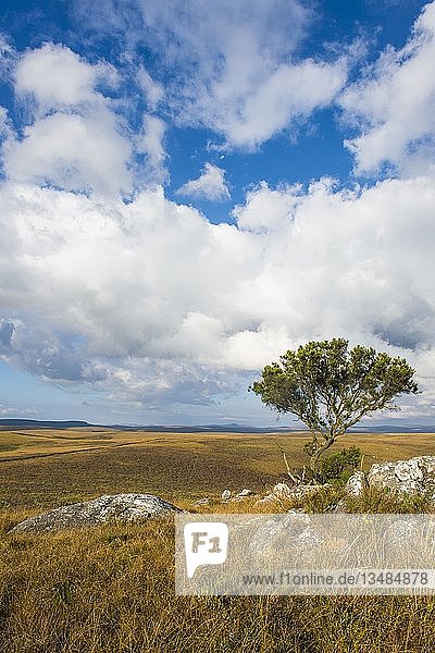 Blick über das Hochland des Nyika Nationalparks Malawi Afrika