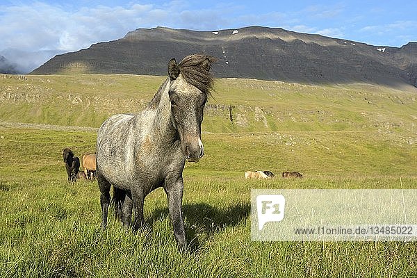 Isländisches Graupferd (Equus islandicus) auf der Weide  SauÃ°Ã¡rkrÃ³kur  Akrahreppur  NorÃ°urland vestra  Island  Europa