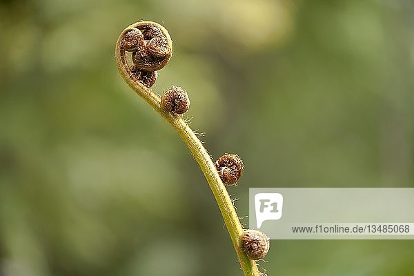 Junger Trieb  eingerolltes Blatt  Baumfarn (Cyatheales)  Doi Inthanon  Thailand  Asien