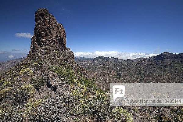 Roque Bentayga  blühende Vegetation  Gran Canaria  Kanarische Inseln  Spanien  Europa