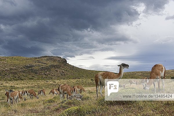 Guanakos (Lama guanicoe) nach Regen Nationalpark Torres del Paine Patagonien Chile Südamerika