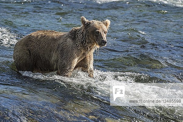Braunbär (Ursus Arctos) im Wasser  Jagd  Brooks River  Katmai National Park  Alaska  USA  Nordamerika