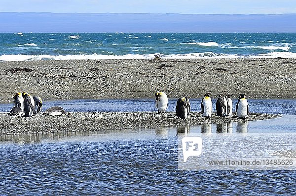 Königspinguine (Aptenodytes patagonicus)  Kolonie auf einer Kiesbank an der Bahia Inutil  Parque Pingüino Rey  Porvenir  Provinz Tierra del Fuego  Feuerland  Chile  Südamerika