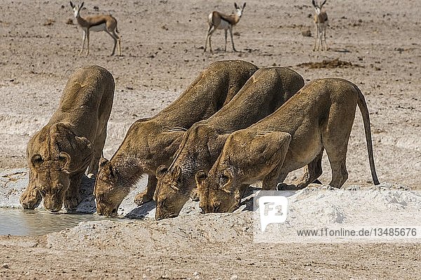 Löwen (Panthera leo) beim Trinken an einem Wasserloch  Etosha-Nationalpark  Namibia  Afrika