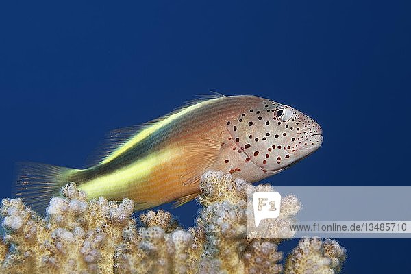 Forsters Büschelbarsch (Paracirrhites forsteri) sitzt auf Steinkoralle (Hexacorallia), Rotes Meer, Ägypten, Afrika