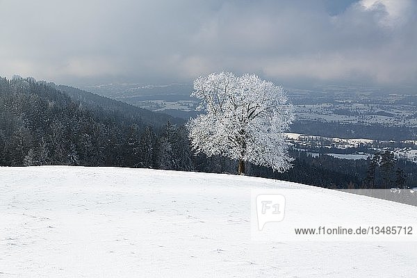 Baum mit Rauhreif Winterlandschaft auf dem Rorschacherberg Büch Grub Appenzell Ausserrhoden Schweiz Europa