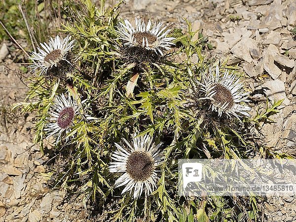 Silberdisteln (Carlina acaulis) Allgäuer Alpen Vorarlberg Österreich Europa