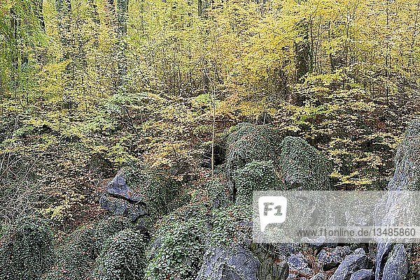 Schroffe  mit Efeu (Hedera helix) bewachsene Felsblöcke  Laubwald im Herbst  Rotbuchen (Fagus sylvatica)  Naturschutzgebiet Felsenmeer  Nordrhein-Westfalen  Deutschland  Europa