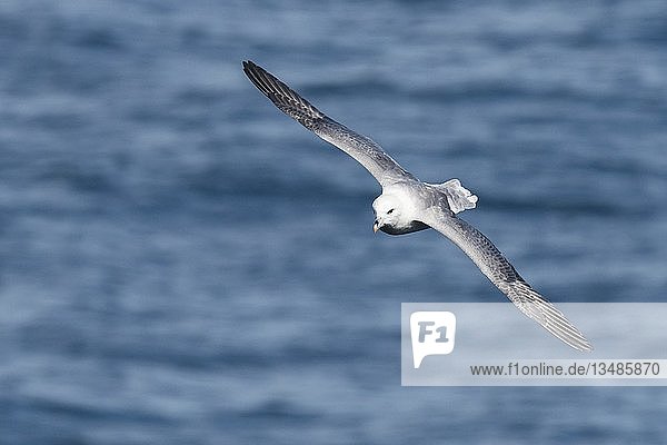 Eissturmvogel (Fulmarus glacialis) im Flug über dem Meer  Schottland  Großbritannien