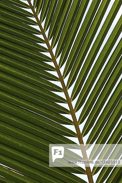 Palm frond (palm leaf) detail  Hawaii