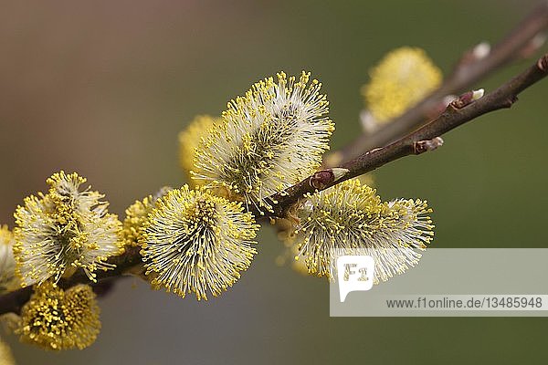 Gelb blühende Ziegenweide (Salix caprea) mit männlichen Blüten  Weidenkätzchen  Schleswig-Holstein  Deutschland  Europa