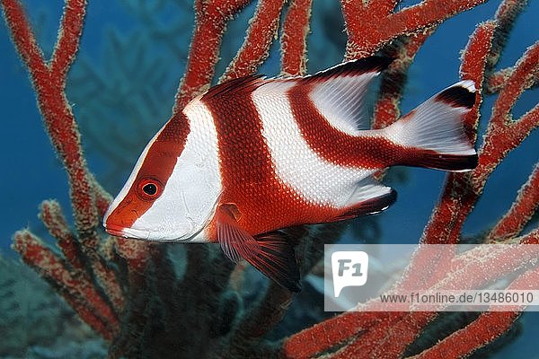 Kaiser-Schnapper (Lutjanus sebae), Großes Barriereriff, Pazifik, Australien, Ozeanien
