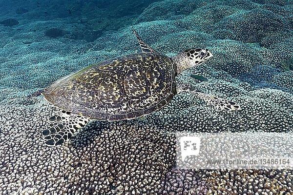 Echte Karettschildkröte (Eretmochelys imbricata), schwimmt über Korallen-Riffdach, Daymaniyat Inseln Naturreservat, Indischer Ozean, Khawr Suwasi, Al-Batina Provinz, Oman, Asien