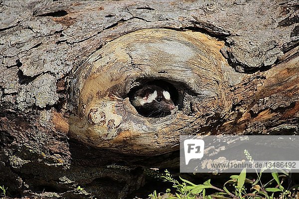 Östliches geflecktes Stinktier (Spilogale putorius) schaut aus einem verrotteten Baumstamm  adult  wachsam  Pine County  Minnesota  USA  Nordamerika