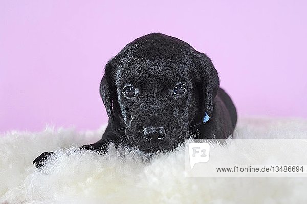 Labrador Retriever  schwarz  4 Wochen  liegend auf Schafsfell  Portrait  Österreich  Europa