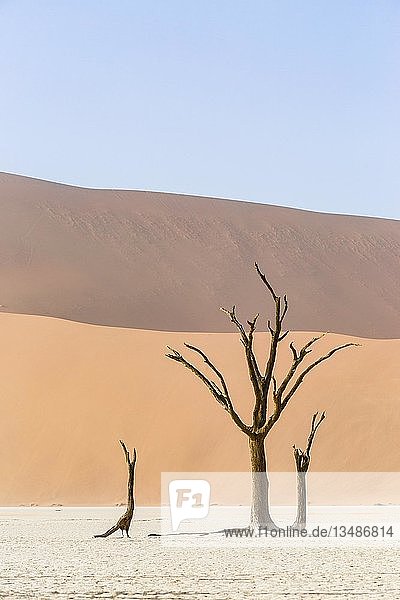 Dead trees in Deadvlei  Sossusvlei  Namibia  Africa