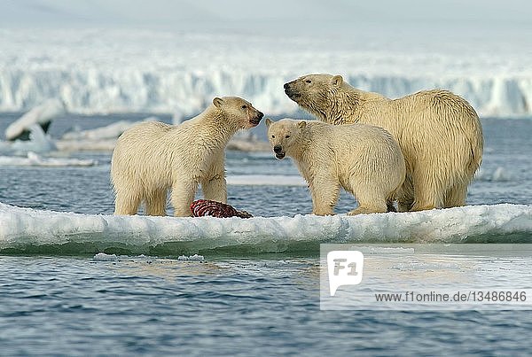 Eisbären (Ursus maritimus)  Jungtiere und Weibchen beim Fressen des Kadavers einer erbeuteten Robbe auf einer Eisscholle  Svalbard  Norwegische Arktis  Norwegen  Europa