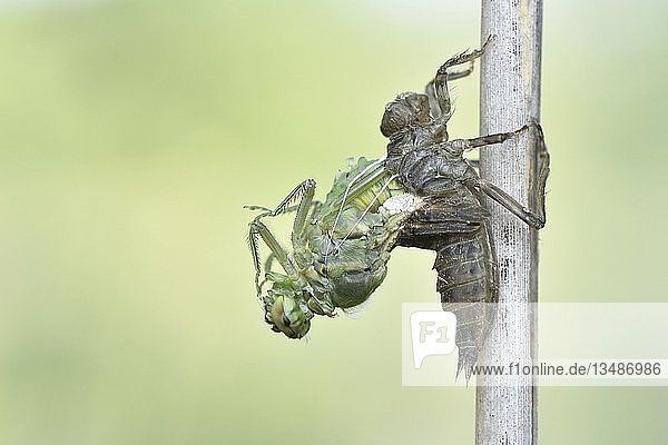 Libellenschlupf  Vierfleckige Ödlandschrecke (Libellula quadrimaculata)  Libelle beim Schlupf bricht aus ihrem Exuvie aus  Sachsen  Deutschland  Europa