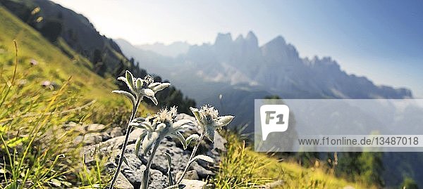 Edelweiß (Leontopodium nivale)  Geisler-Gruppe im Hintergrund  Aferer Geisler Berge  Villnösstal  Provinz Bozen  Italien  Europa