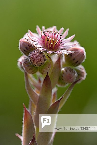 Gewöhnlicher Hauswurz (Sempervivum tectorum)  Blütenstand  Deutschland  Europa