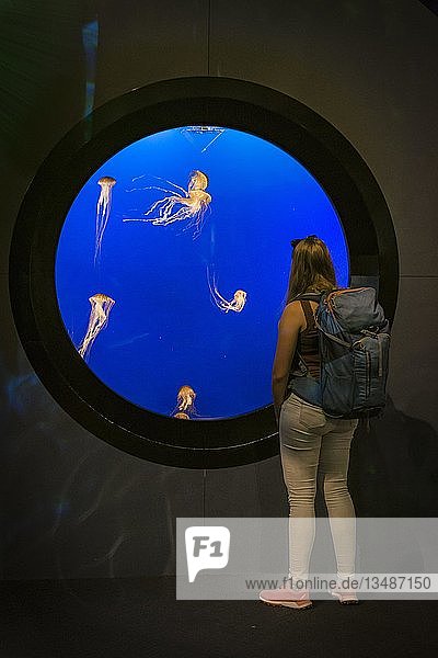 Besucher vor einem Aquarium mit Japanischer Seenessel (Chrysaora pacifica)  Vorkommen Pazifik  Aquarium Vancouver  British Columbia  Kanada  Nordamerika