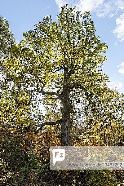Eiche (Quercus) im Herbst  Gegenlicht  Gellershausen  Nationalpark Kellerwald  Hessen  Deutschland  Europa