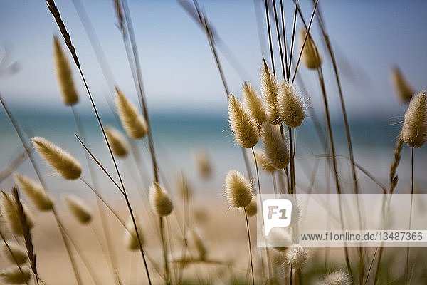 Blühende Gräser in den Dünen am Strand  Portbail  Normandie  Frankreich  Europa