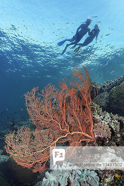 Paar  Schnorchler  schnorchelnd an der Wasseroberfläche über Korallenriff mit Gorgonien (Gorgonacea)  rot  Great barrier reef  Pazifik  Australien  Ozeanien