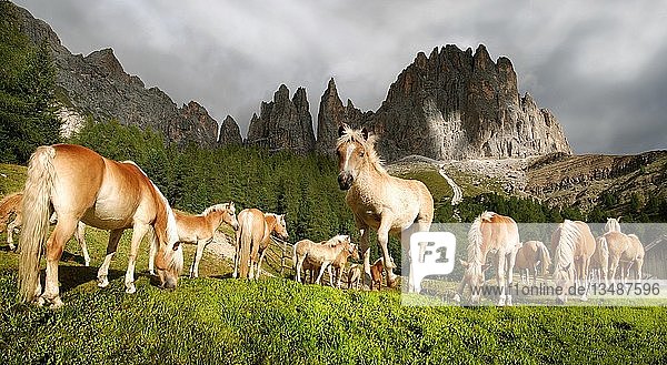 Weidende Haflingerpferde auf einer Bergwiese und den Gipfeln des Rosengartenmassivs  Tiers  Bozen  Italien  Europa