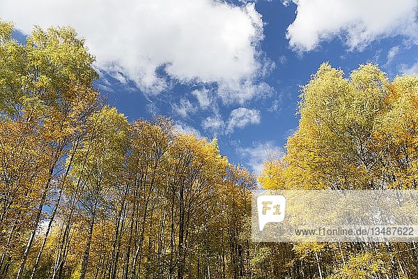 Herbstwald am Walderlebniszentrum Ziegelwiesen Füssen Bayern Deutschland Europa