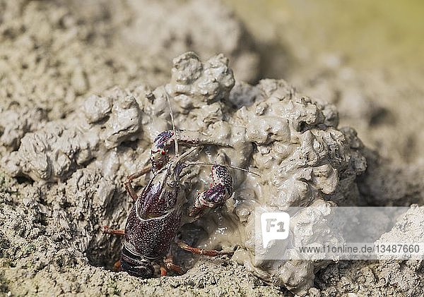 Roter Sumpfkrebs (Procambarus clarkii)  invasive Art aus Nordamerika  beim Graben seiner Höhle am Rande eines überschwemmten Reisfeldes  in der Umgebung des Naturparks Ebro-Delta  Provinz Tarragona  Katalonien  Spanien  Europa