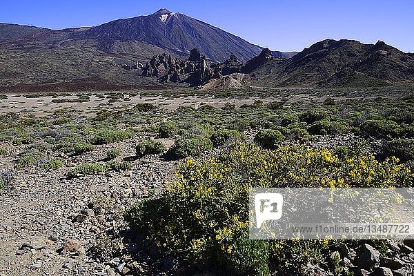 Vulkanische Vegetation  dahinter der Vulkan Teide  Teneriffa  Kanarische Inseln  Spanien  Europa