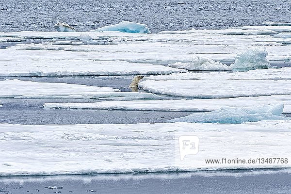 Eisbär (Ursus maritimus) schwimmt durch Packeis  Svalbard Archipelago  Norwegen  Europa