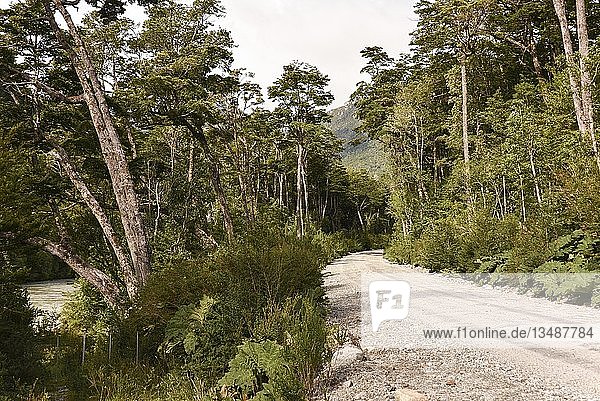Schotterpiste in gemäßigten Regenwald bei Puerto Río Tranquilo Carretera Austral Valle Exploradores Laguna San Rafael National Park Patagonien Chile Südamerika