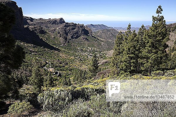 Blick vom Weg zum Roque Nublo auf blühende Vegetation und kanarische Kiefern (Pinus canariensis)  hinter Ayacata  Gran Canaria  Kanarische Inseln  Spanien  Europa