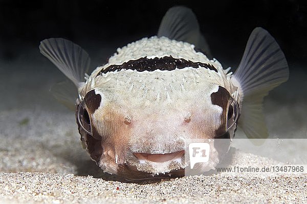 Masken-Igelfisch (Diodon liturosus) von vorne, Pazifik, Queensland, Australien, Ozeanien