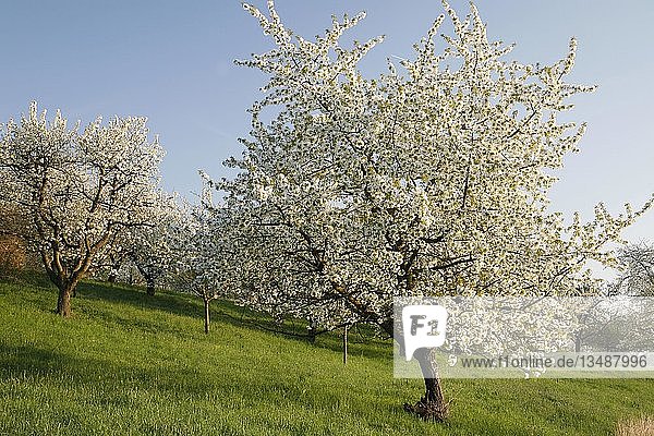 Blühende Kirschbäume (Prunus) auf einer Streuobstwiese  Schwäbische Alb  Deutschland  Europa