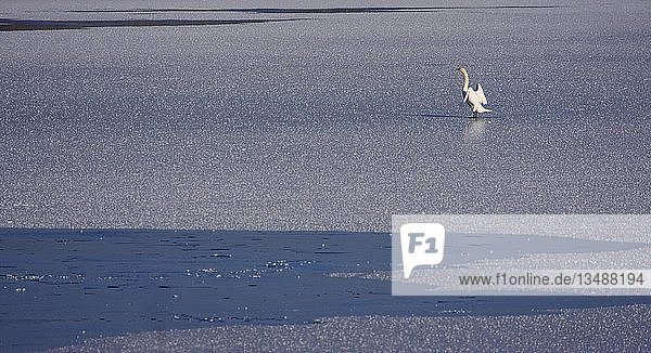 Höckerschwan (Cygnus olor) auf einem zugefrorenen See
