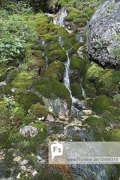 Kleiner moosbewachsener Nebenfluss des Johannesflusses im Johannestal  im Karwendelgebirge  Tirol  Österreich  Europa