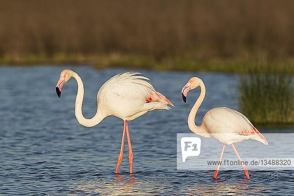 Großer Flamingo (Phoenicopterus roseus)  Männchen links und Weibchen an der Laguna de Fuente de Piedra  Provinz Malaga  Andalusien  Spanien  Europa